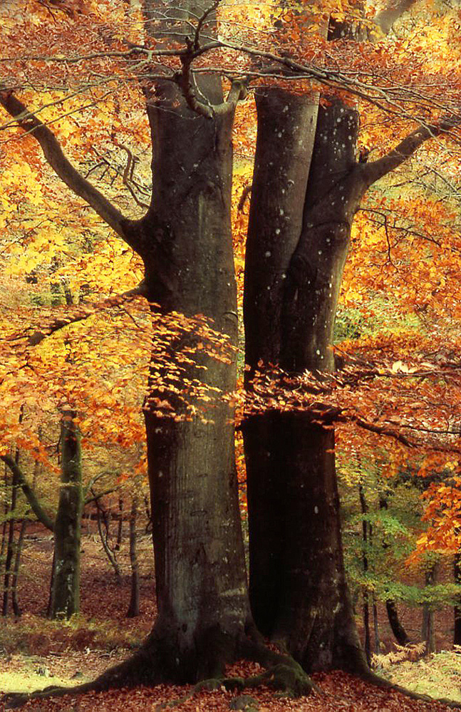 Autumn Golden Beech, Bramshaw Wood